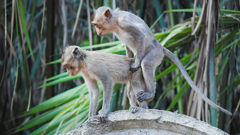 Photographie montrant le coït de deux singes.